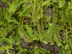 Lophocolea fragrans