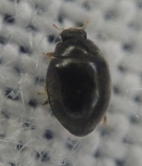 Stethorus pusillus