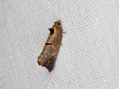 Glyphidoptera insignana