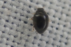 Stethorus pusillus