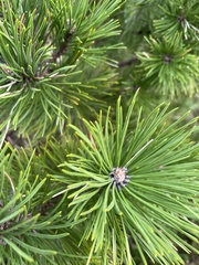 Pinus sylvestris