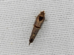 Glyphidoptera insignana