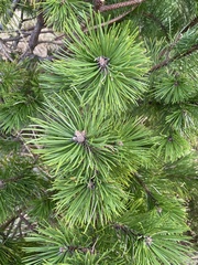 Pinus sylvestris