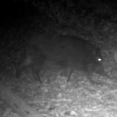 Sus scrofa leucomystax