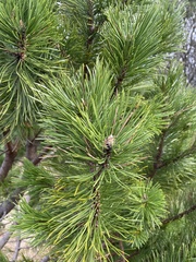 Pinus sylvestris