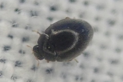 Stethorus pusillus