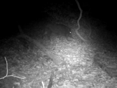 Sus scrofa leucomystax