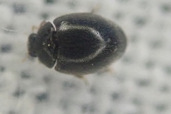 Stethorus pusillus
