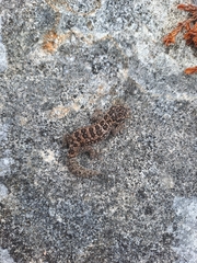 Pachydactylus maculatus