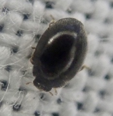 Stethorus pusillus