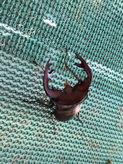 Cyclommatus weinreichi