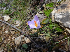 Crocus versicolor
