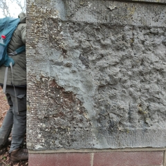 Myriolecis crenulata