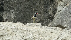 Vanellus indicus