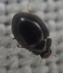 Stethorus pusillus