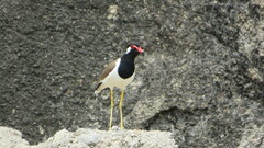 Vanellus indicus