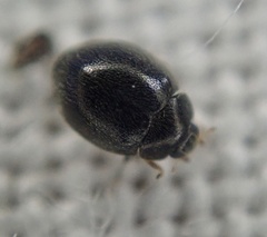 Stethorus pusillus