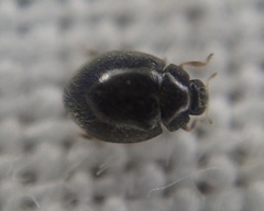 Stethorus pusillus