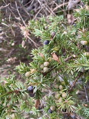 Juniperus communis