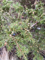 Juniperus communis