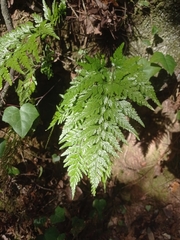 Asplenium onopteris