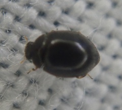 Stethorus pusillus