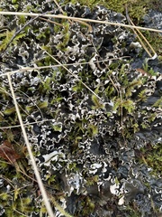 Peltigera