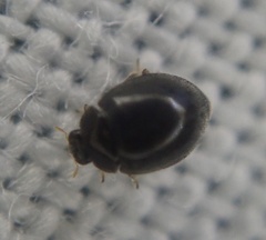 Stethorus pusillus