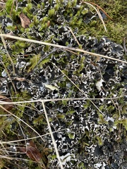 Peltigera