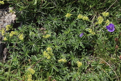 Alchemilla alpigena