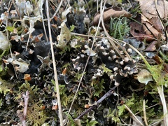 Peltigera
