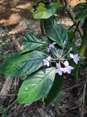 Pseuderanthemum variabile