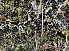 Peltigera