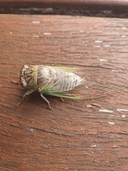 Arunta interclusa