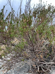 Calluna vulgaris