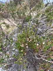 Calluna vulgaris
