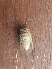Arunta interclusa
