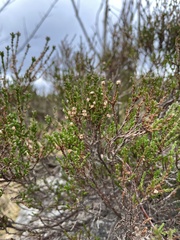 Calluna vulgaris