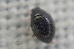Stethorus pusillus