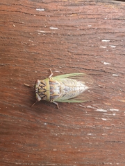 Arunta interclusa