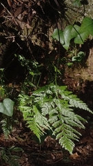 Asplenium onopteris