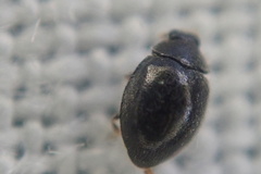 Stethorus pusillus