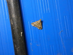 Heterogramma circumflexalis