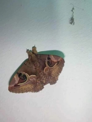 Ommatophora