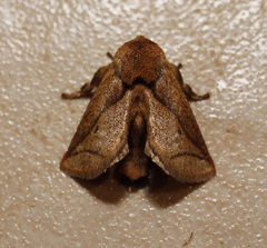 Anaxidia lozogramma