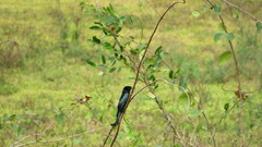 Dicrurus hottentottus