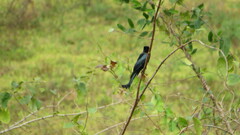 Dicrurus hottentottus