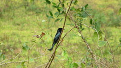 Dicrurus hottentottus