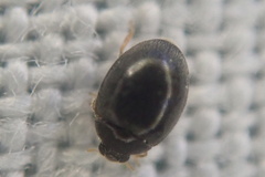 Stethorus pusillus