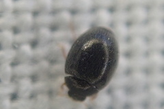 Stethorus pusillus